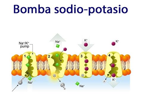 Esquema de la bomba de sodio-potasio en la membrana celular y su función en la homeostasis