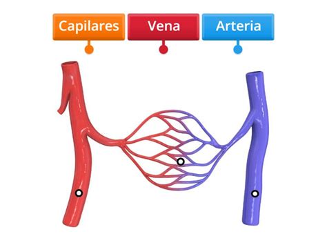 Diagrama esquemático de los principales vasos sanguíneos maternofetales evaluados con Doppler