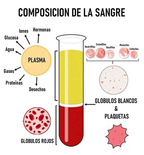 Esquema que muestra la composición mineral del agua de mar y su similitud con el plasma sanguíneo humano.