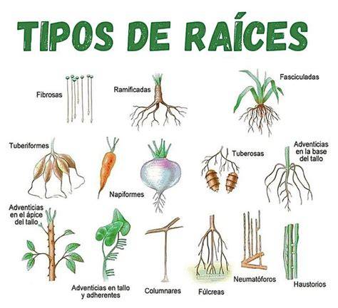 Esquema visual mostrando la diferencia entre raíces sanas (verdes) y raíces que necesitan riego/nutrientes (blancas/grisáceas).