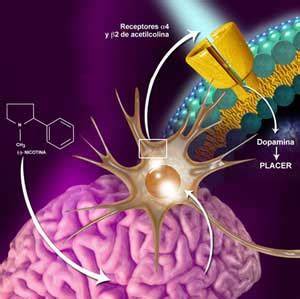 Ilustración de los efectos de la nicotina en el cerebro