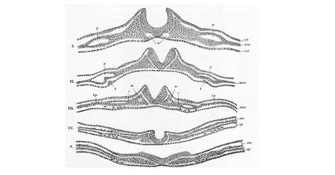Ilustración detallada de la neurulación: desde la placa neural hasta el cierre del tubo neural.