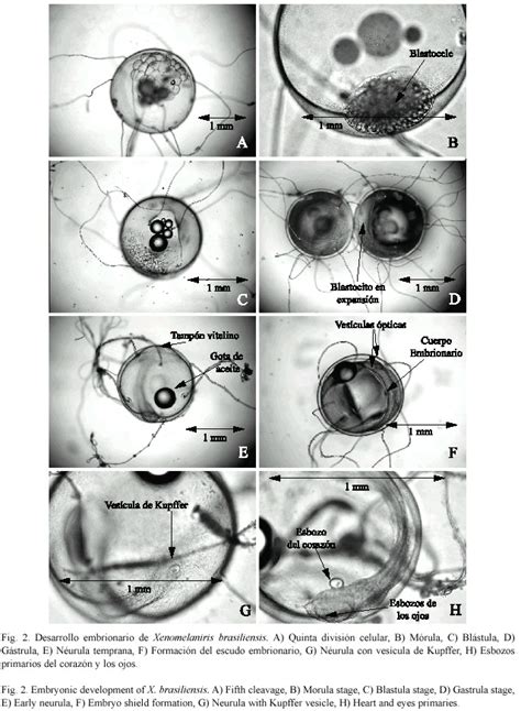 Microfotografías de huevos de Xenomelaniris brasiliensis en diferentes estadios de activación y fertilización