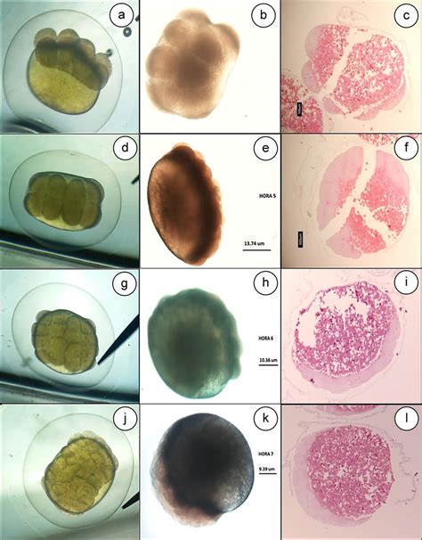 Secuencia de las primeras divisiones celulares (clivaje) en el embrión de Xenomelaniris brasiliensis