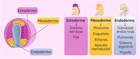 Desarrollo del embrión con formación de órganos y pigmentación en Xenomelaniris brasiliensis