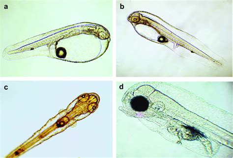 Larva recién eclosionada de Xenomelaniris brasiliensis con saco vitelino residual