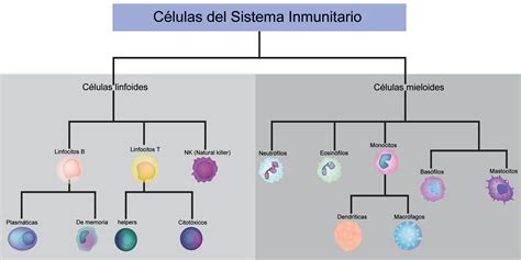Diagrama del sistema inmunitario reconociendo células extrañas y propias.