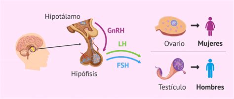 Infografía con los diferentes tipos de gonadotropinas y sus funciones.