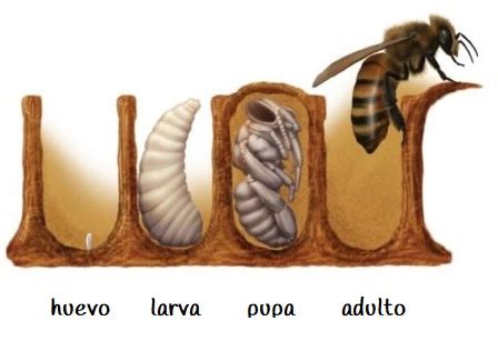 Diagrama del ciclo de vida de una abeja: huevo, larva, pupa y adulto.