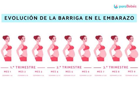 Comparación visual del tamaño de la barriga de embarazada con un balón de baloncesto en el sexto mes