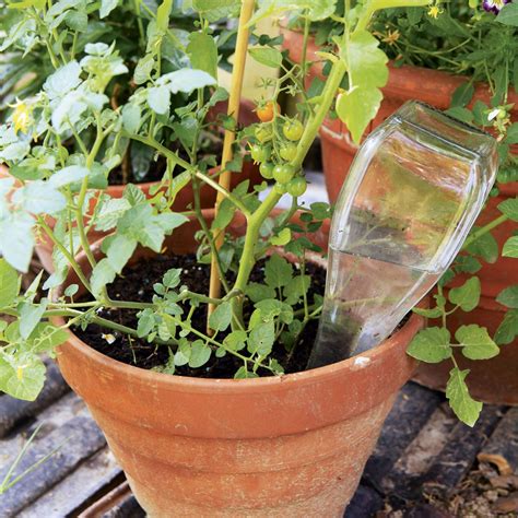 Infografía paso a paso sobre cómo regar plantas de interior y huerto con agua de patata sin sal.