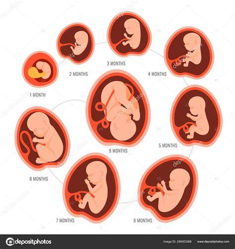 Esquema detallado del desarrollo embrionario y fetal semana a semana