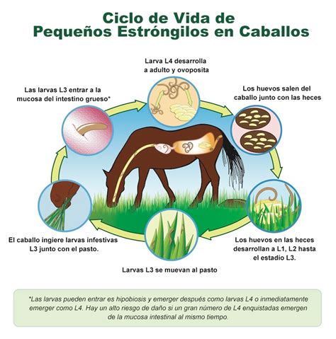 Ciclo de vida de los estróngilos en equinos (infografía)
