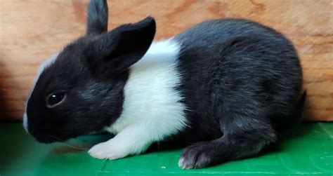 Primer plano de un gazapo de conejo siendo alimentado con una jeringa oral.