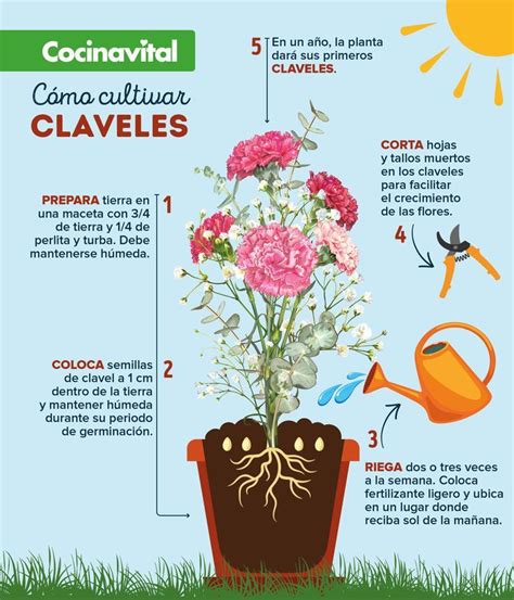 Esquema de un clavel saludable destacando sus partes: pétalos, tallo y raíces con un sustrato bien drenado
