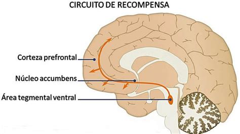 Infografía mostrando las áreas del cerebro implicadas en la recompensa y el placer, con énfasis en el núcleo accumbens.