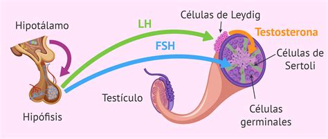 Esquema del eje hipotálamo-hipófisis-testículo y cómo los esteroides exógenos bloquean la producción natural de espermatozoides.