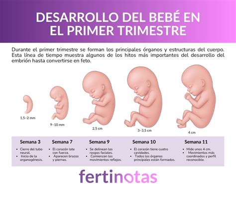 Infografía del desarrollo del embrión en el primer trimestre