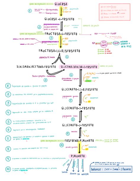 Diagrama de la vía metabólica del hidrato de cloral