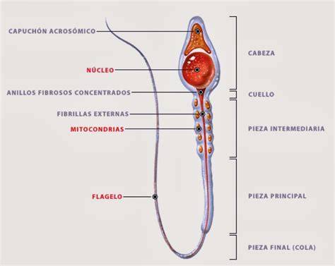 Esquema detallado de la anatomía del espermatozoide: cabeza, pieza intermedia y cola (flagelo).