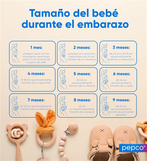 Infografía que ilustra el calendario típico del embarazo con el periodo recomendado para iniciar las clases de preparación al parto marcado en el tercer trimestre.