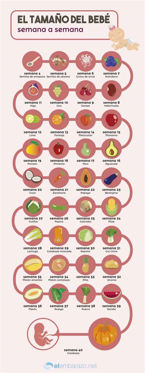 infografía comparativa del tamaño y peso de un feto de 33 semanas con una fruta (papaya)