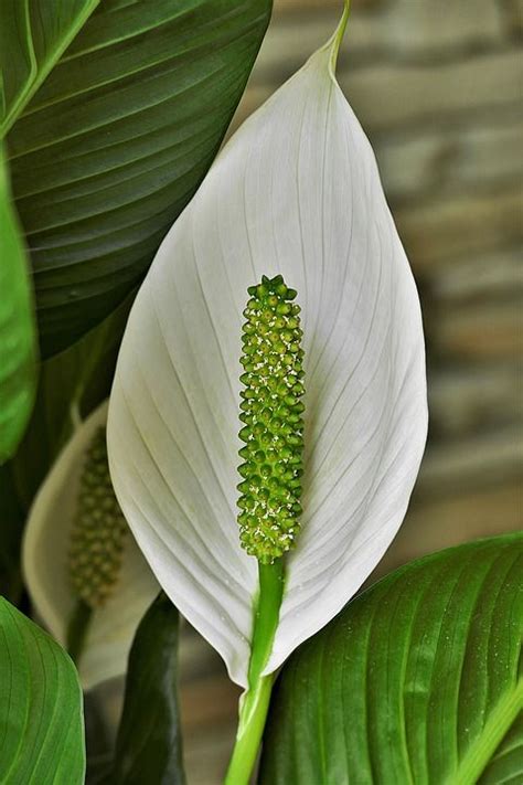 Primer plano de una flor de cuna de Moisés, mostrando la espata blanca y el espádice.