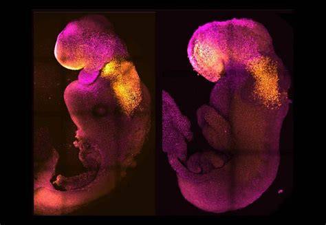 Embriones sintéticos y naturales de ratón comparando la formación del cerebro y el corazón