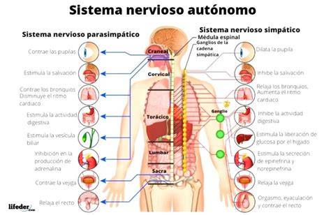 Esquema anatómico mostrando el sistema nervioso autónomo y los órganos que regula (corazón, pulmones, sistema digestivo)