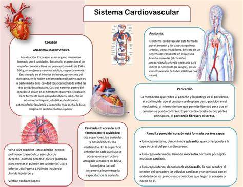 Infografía comparativa: respuesta cardiovascular normal frente a la respuesta en casos de POTS e hipotensión ortostática