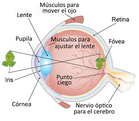 Diagrama del ojo de un cachorro mostrando el párpado cerrado y el proceso de apertura