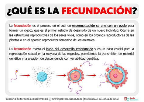 Esquema cronológico del caso Evans: desde la fecundación in vitro en 2001 hasta la sentencia definitiva de la Gran Sala en 2007.