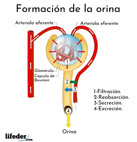 Esquema del sistema urinario y proceso de filtración renal