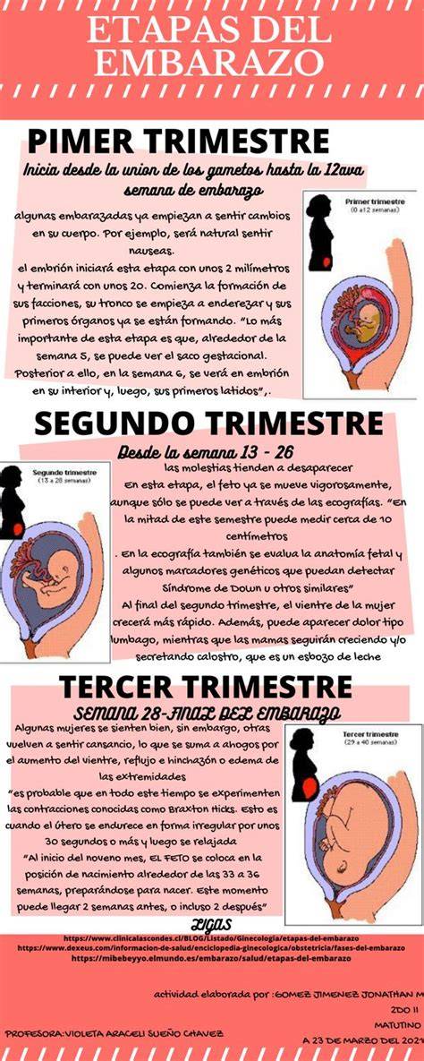 infografía con una línea del tiempo del embarazo señalando los trimestres recomendados para compras