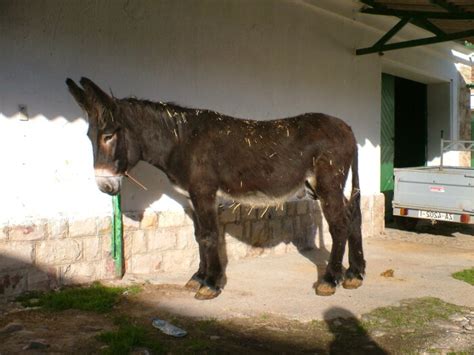 Foto de un garañón.