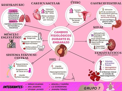 Esquema ilustrativo de los cambios fisiológicos en la piel durante la gestación (pigmentación, distensión y vascularización)