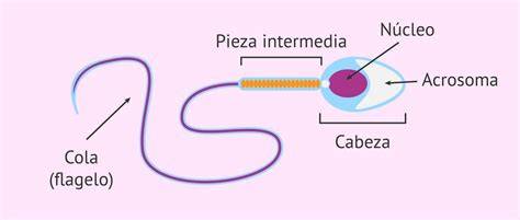 Esquema de la morfología espermática normal: cabeza ovalada, acrosoma, pieza intermedia y flagelo.