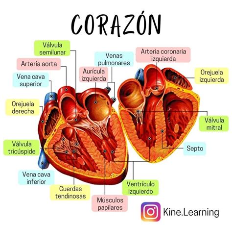 Esquema de las diferencias entre un corazón normal y uno con agenesia de pericardio