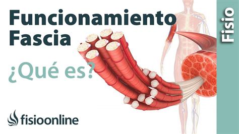 Diagrama de la red fascial en el cuerpo humano conectando diferentes estructuras