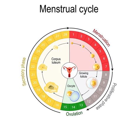 Gráfico del ciclo menstrual femenino con indicación de los días fértiles y la ovulación.