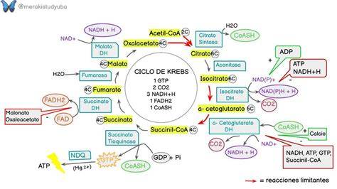 Esquema ilustrativo del ciclo de gestación canina y los cambios metabólicos que aumentan la necesidad de hidratación.
