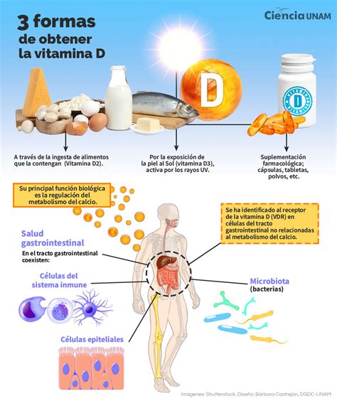 Infografía sobre la calidad ósea en cerdas y la importancia de la vitamina D