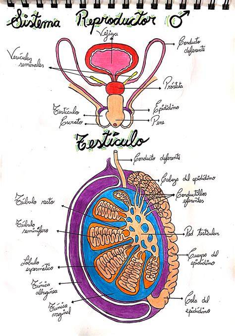 Esquema de la anatomía del aparato reproductor masculino y el punto de sección en la vasectomía (conductos deferentes).