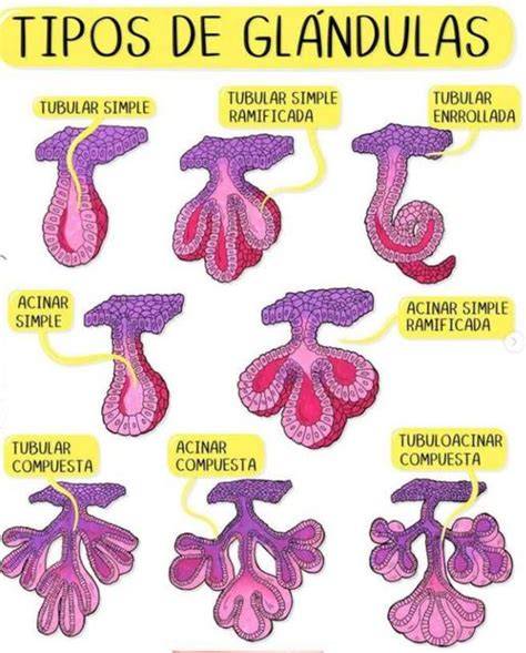 Esquema de las glándulas vaginales y el moco cervical