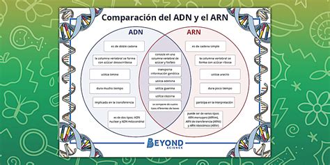 Esquema del proceso de comparación de ADN para pruebas de paternidad.