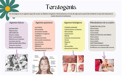 Infografía sobre agentes teratogénicos y su impacto en diferentes órganos según la semana de gestación