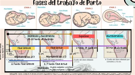 Diagrama de las fases del parto: dilatación, expulsivo y alumbramiento.