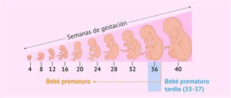 Esquema comparativo entre el desarrollo de un bebé a término y un bebé prematuro resaltando la madurez del sistema nervioso