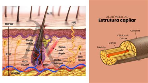 Esquema que ilustra el proceso de estimulación del folículo piloso y la absorción de nutrientes en el cuero cabelludo.