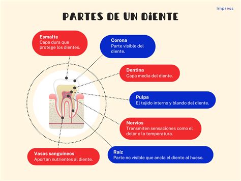 Infografía comparativa: diente sano frente a diente con esmalte desgastado y encía retraída